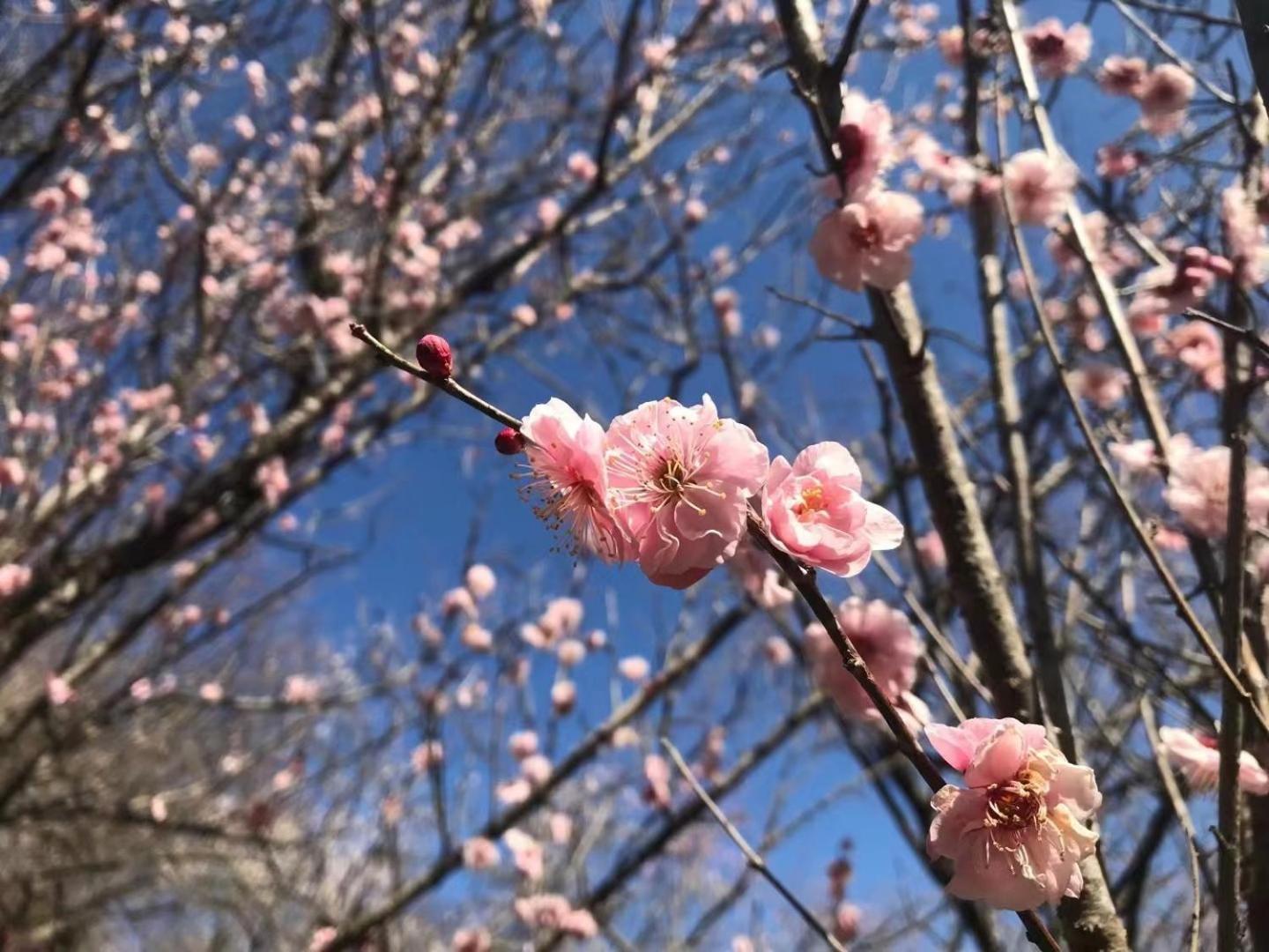 雅竹miyabitake Hotel Miyakami Luaran gambar